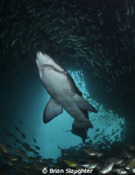 Grey Nurse Shark w/ Photographer @ Fish Rock Cave. Southw... by Brian Slaughter 